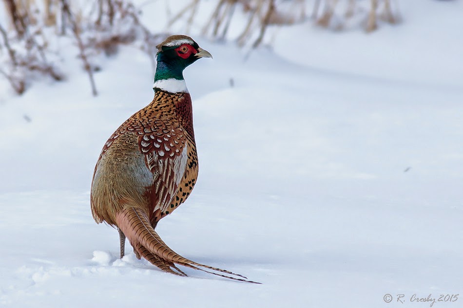 South Shore Birder Pheasant in the Snow