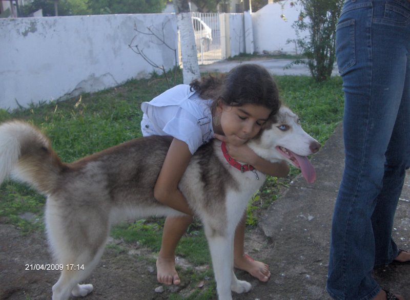 MALTA ISLAND KENNEL NOSSOS CÃES E A CRIAÇÃO