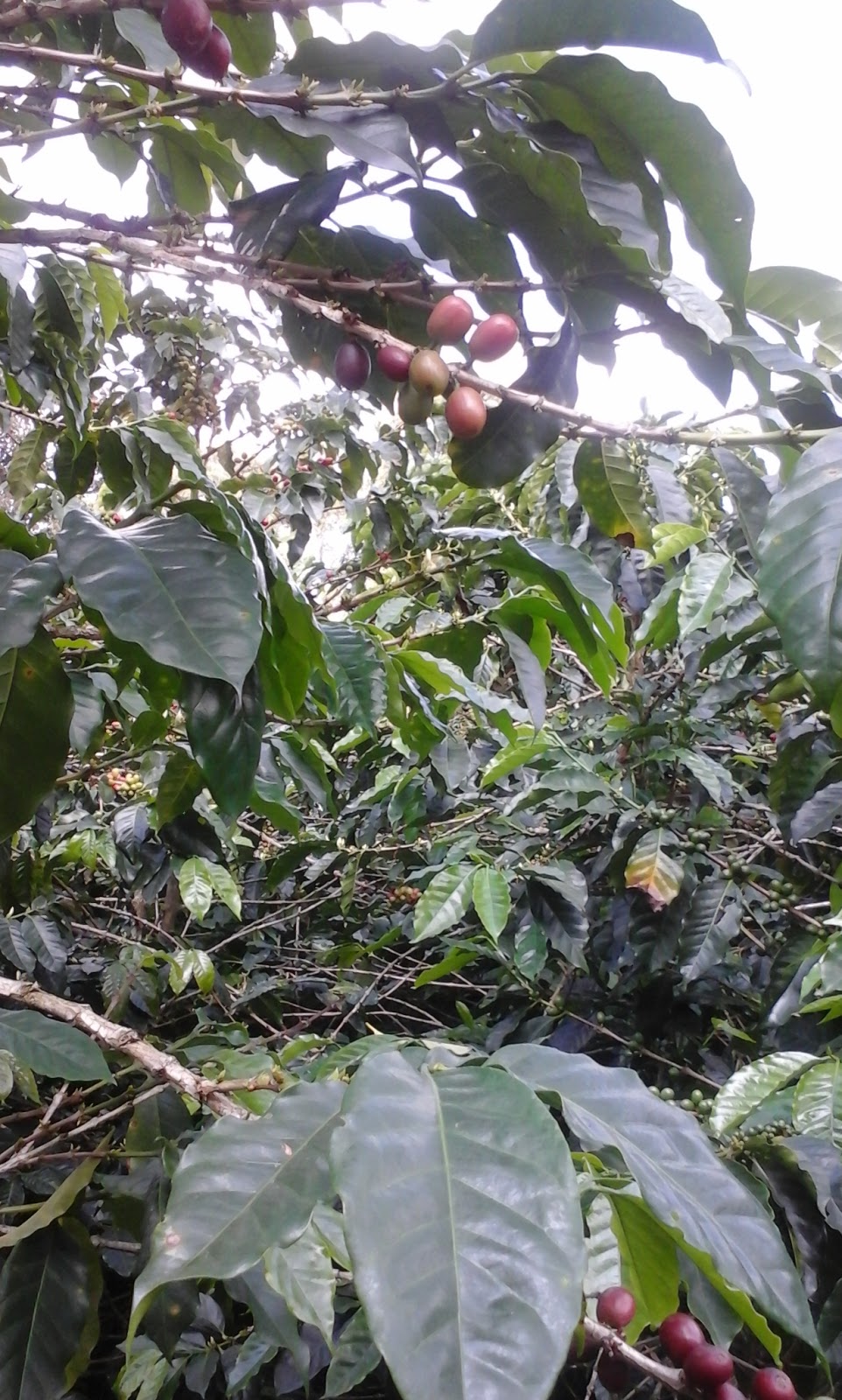 Senderos de la Actualidad y de Siempre: febrero 2016