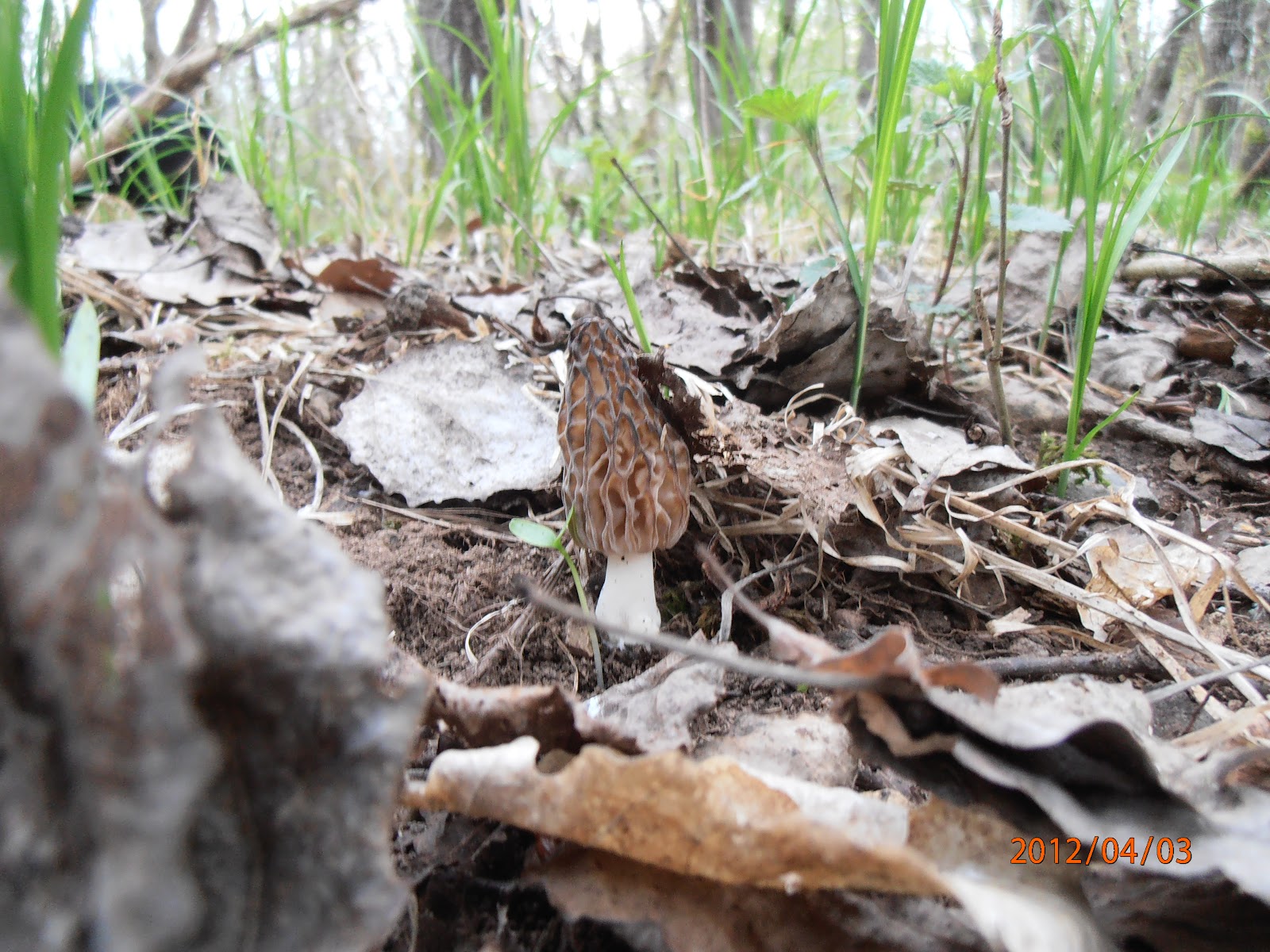 Nouvelle pousse de morilles ! - Terra Morchellarum