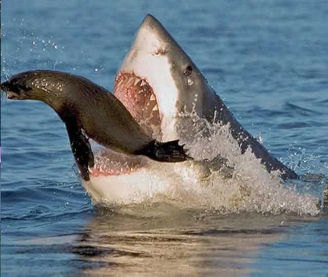 Tuburão branco pegando foca