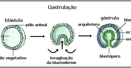 Gastrulação - Fonte: https://www.vivendociencias.com.br/2018/06/gastrulacao.html