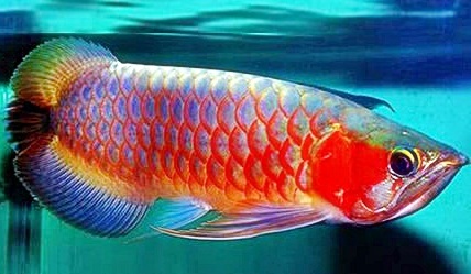 8 Khasiat Ikan Arwana Untuk Ikan Hias dan Pendatang ...