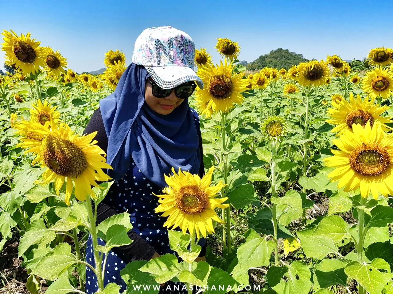  Sunflower Field Lopburi 