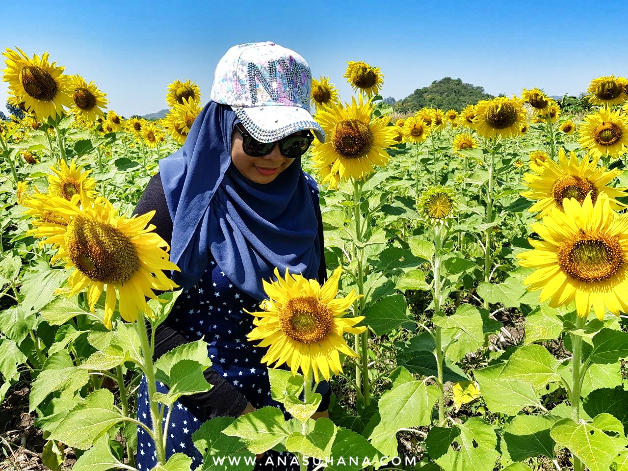 Kembara Thailand Sunflower Field Lopburi dan Lopburi Monkey Temple