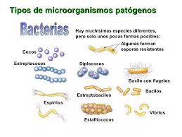 Enfermedades de la bacteria