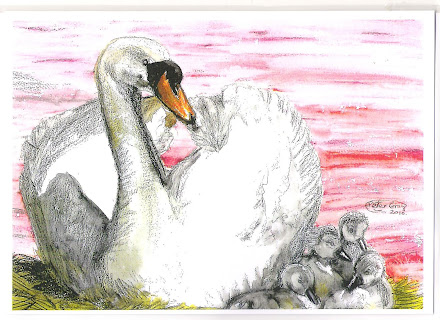 Swan and Signets pic