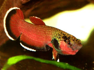 BETTA SPLENDENS BETTA SPLENDENS