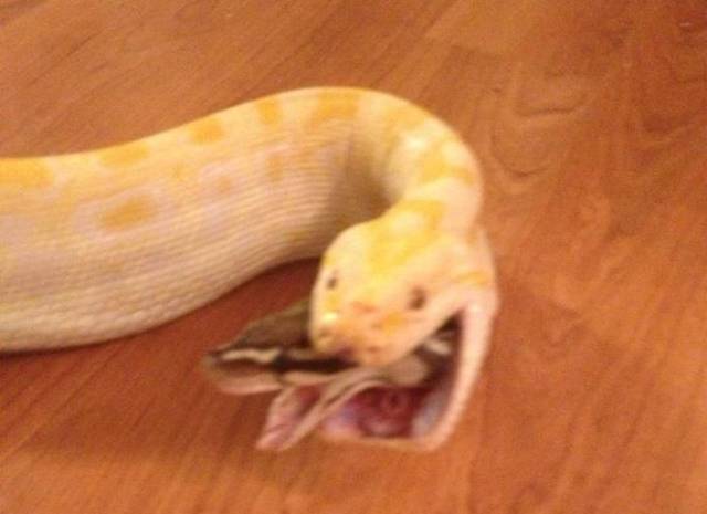 PAVAN MICKEY: Hungry Python Eating Another Python