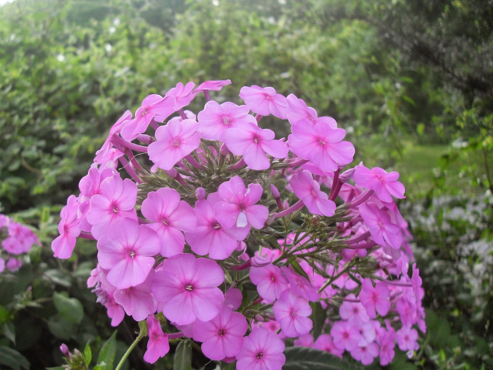 Prone to Wander the scents of nature study