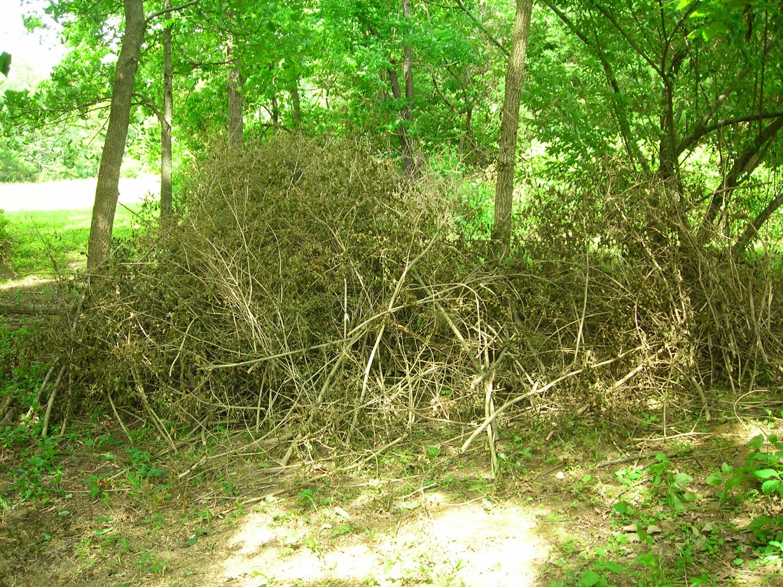 Kentucky Gardening Blog My honeysuckle problem