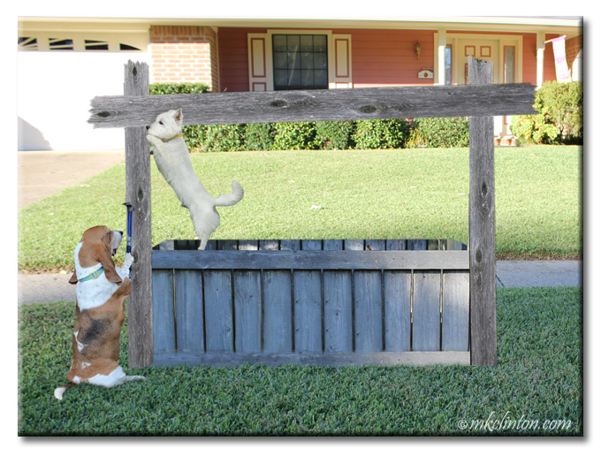 Basset Hound and Westie are building a concession stand. ©mkclinton 