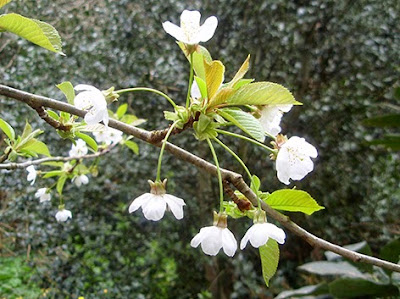 Cerezo silvestre (Prunus avium)