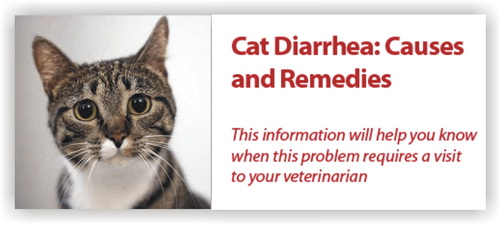 Feline Diarrhea Remedies toxoplasmosis