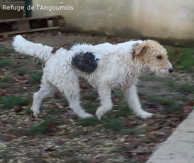 DOUCE - fox terrier 2 ans - Refuge de l'Angoumois à Mornac (16) Douce16