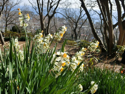 吾妻山公園のスイセン