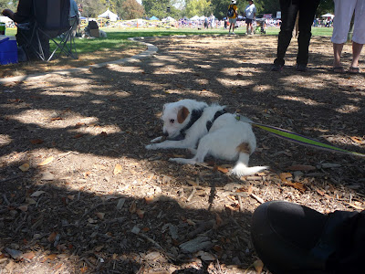 Freckles the Dog Bark In The Park