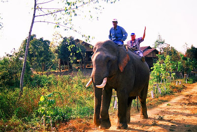 Tourist elephant ride