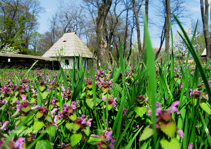 a silent spring a silent spring