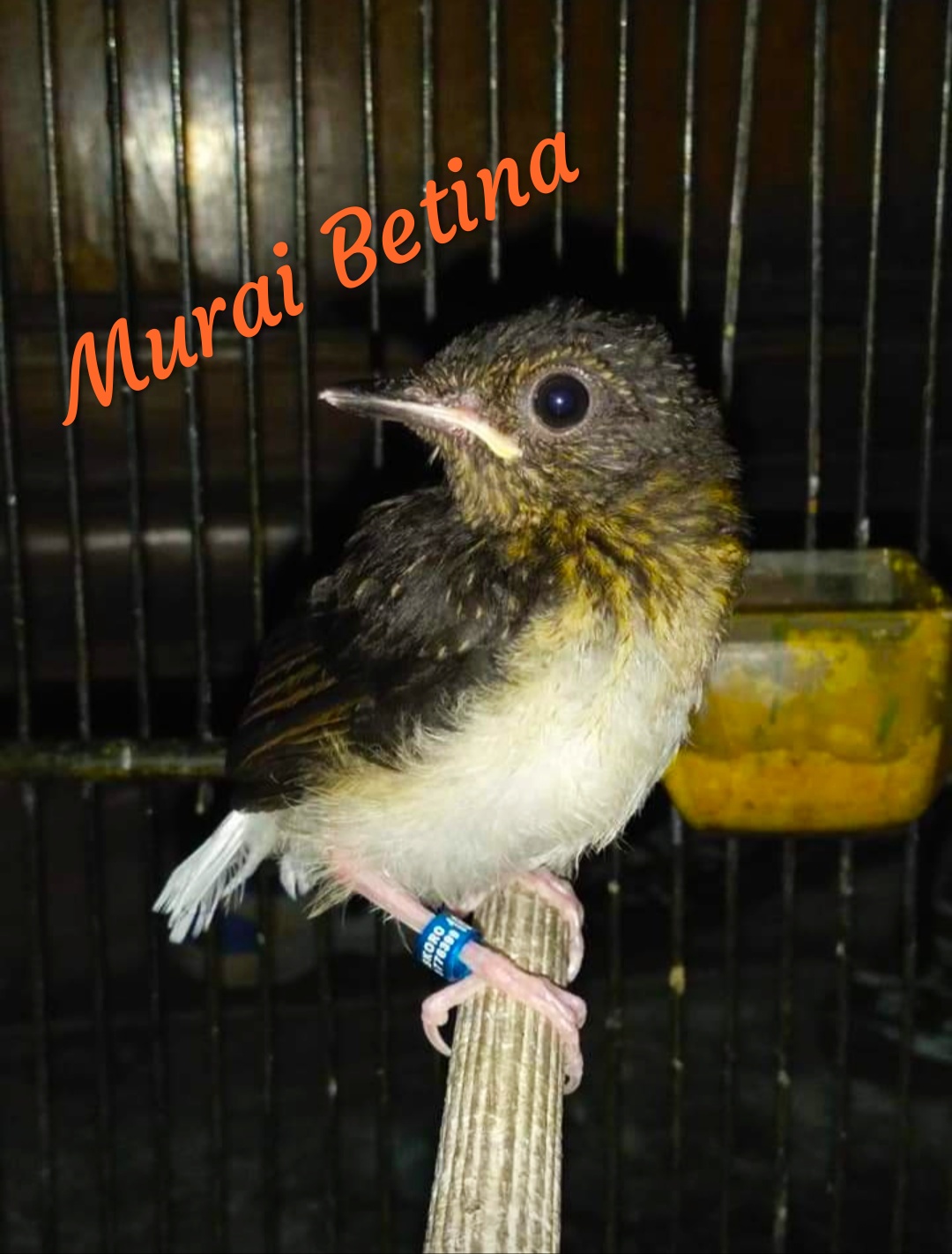 Cara Membedakan Murai Batu Jantan Betina Ketika Masih Dalam