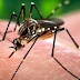 Mitos sobre o combate à dengue