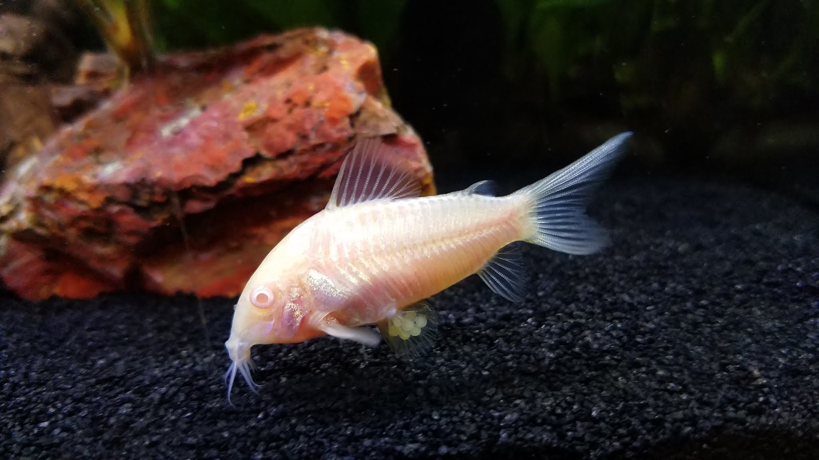 A Gamer S Wife How To Raise Cory Catfish Fry
