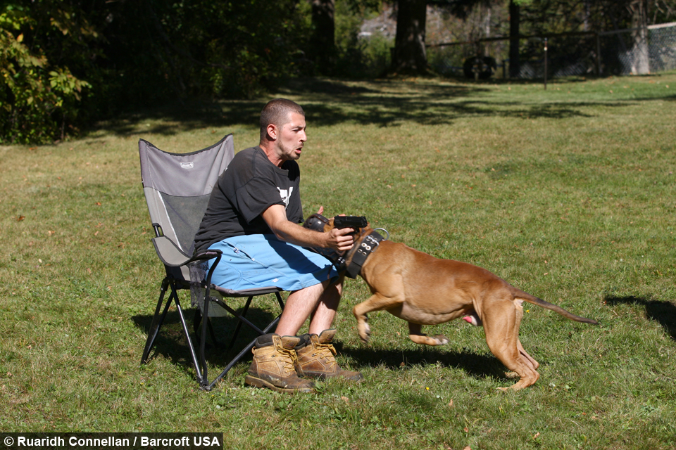 Pit Bull Training The Ultimate Protection Dog 8factforver