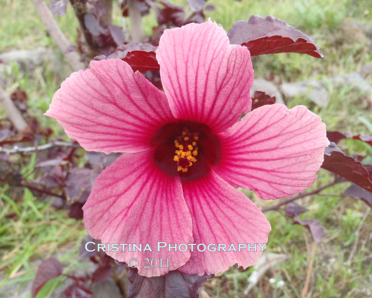 Flowers of Panama Rare, common and exotic flowers from Central America