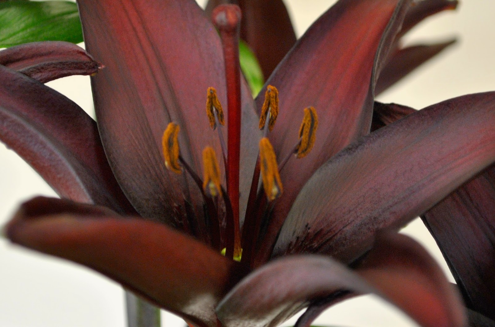 THE BLACK LILY Lilium 'Landini' The Garden of Eaden