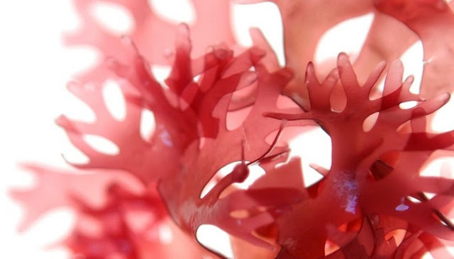 red algae extract in skin care