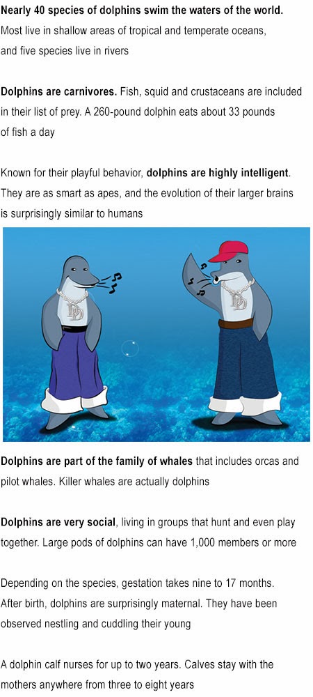 Interesting facts about dolphins for kids