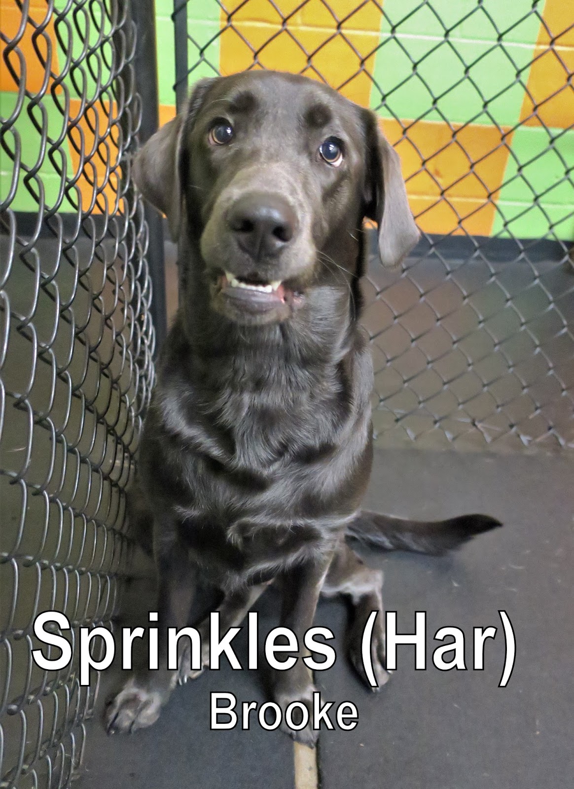 Fort Fido Dog Daycare & Boarding News Blog Sprinkles & Kona