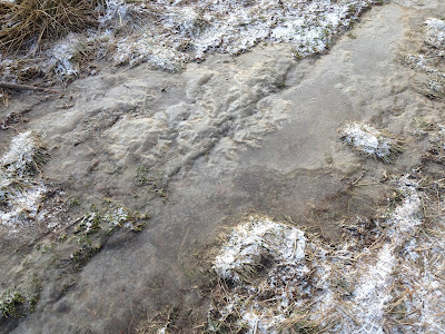 powerjogg+%25285%2529 - Powerjogg och försök till armhävningar