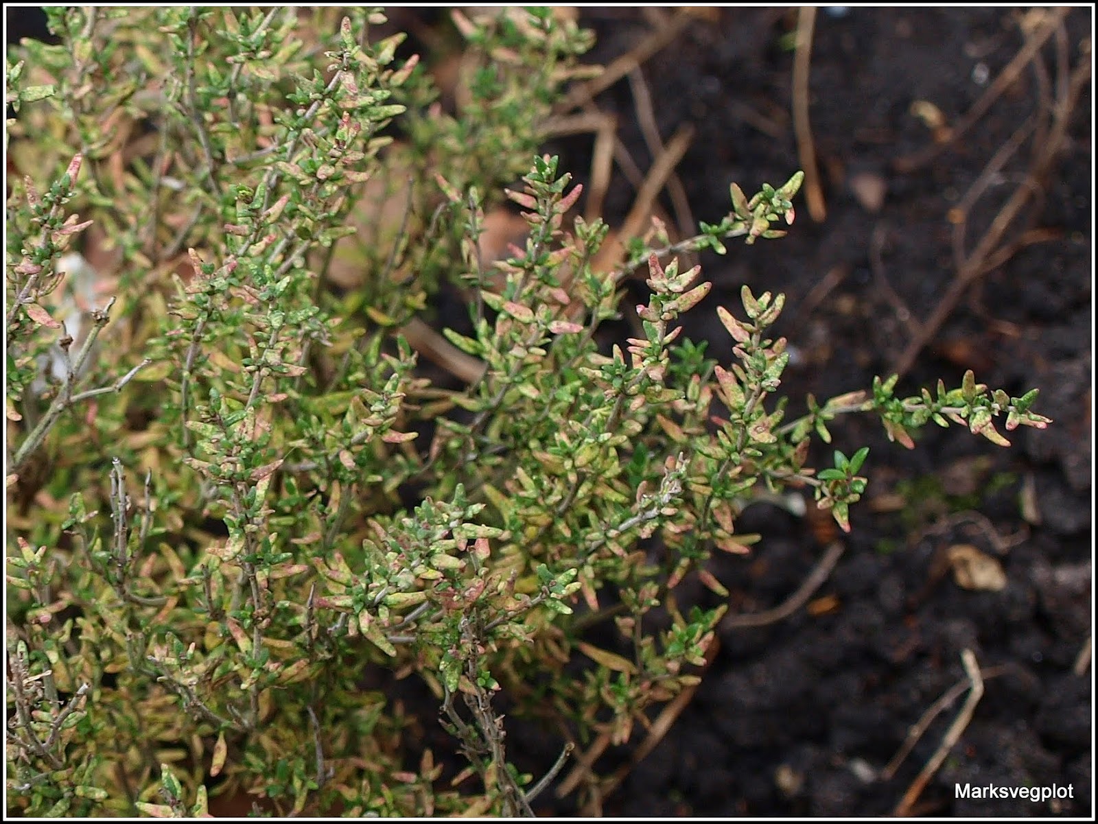 Mark's Veg Plot Propagating Thyme