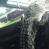 Alligator Tries To Make A Getaway In Captor's Car