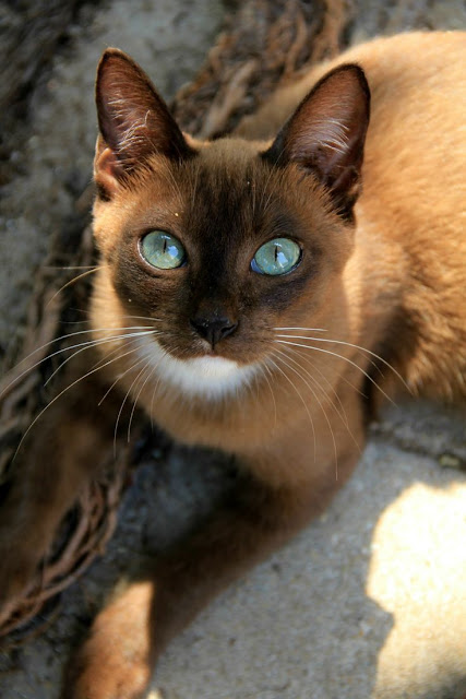 The 10 Most Unique Looking Cat Breeds
