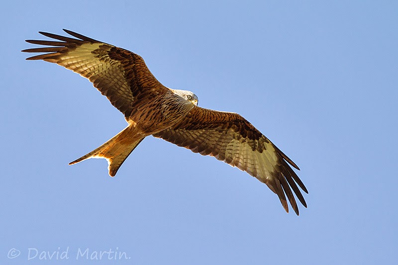 The Red Kite