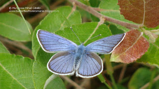 Polyommatus (Cyaniris) semiargus (male) DSC139349