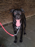 Cássia, cadelinha resgatada há um ano na Praça da Liberdade.