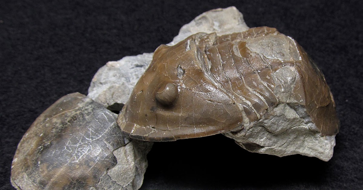 Louisville Fossils and Beyond Isotelus gigas Trilobite Fossil