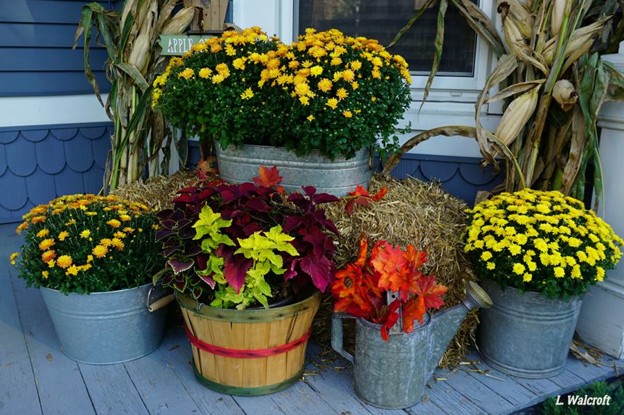 The View from Squirrel Ridge Heritage Weekend in Moorefield, WV.