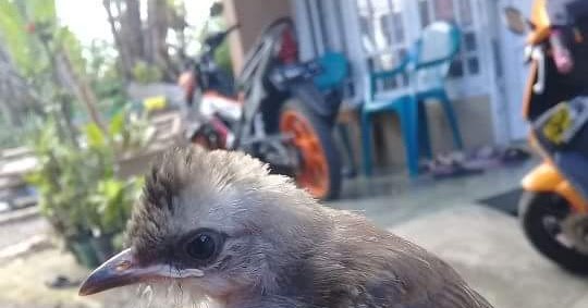 Cara Ternak Burung Trucukan / Crocokan(Pycnonotus goiavier