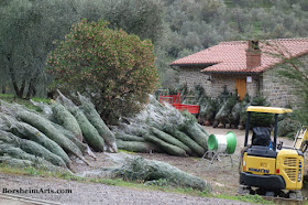 Christmas Trees raised in beautiful surroundings Castelvecchio in Tuscany