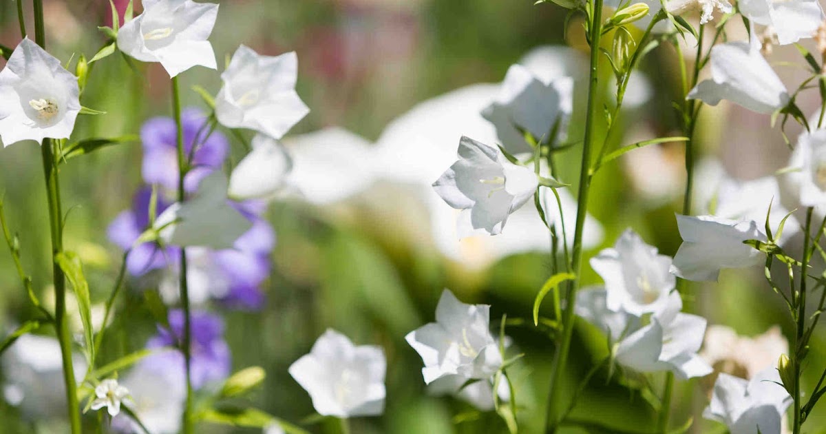 1 PACK OF SEEDS 30 seeds Hyacinthoides hispanica pink form