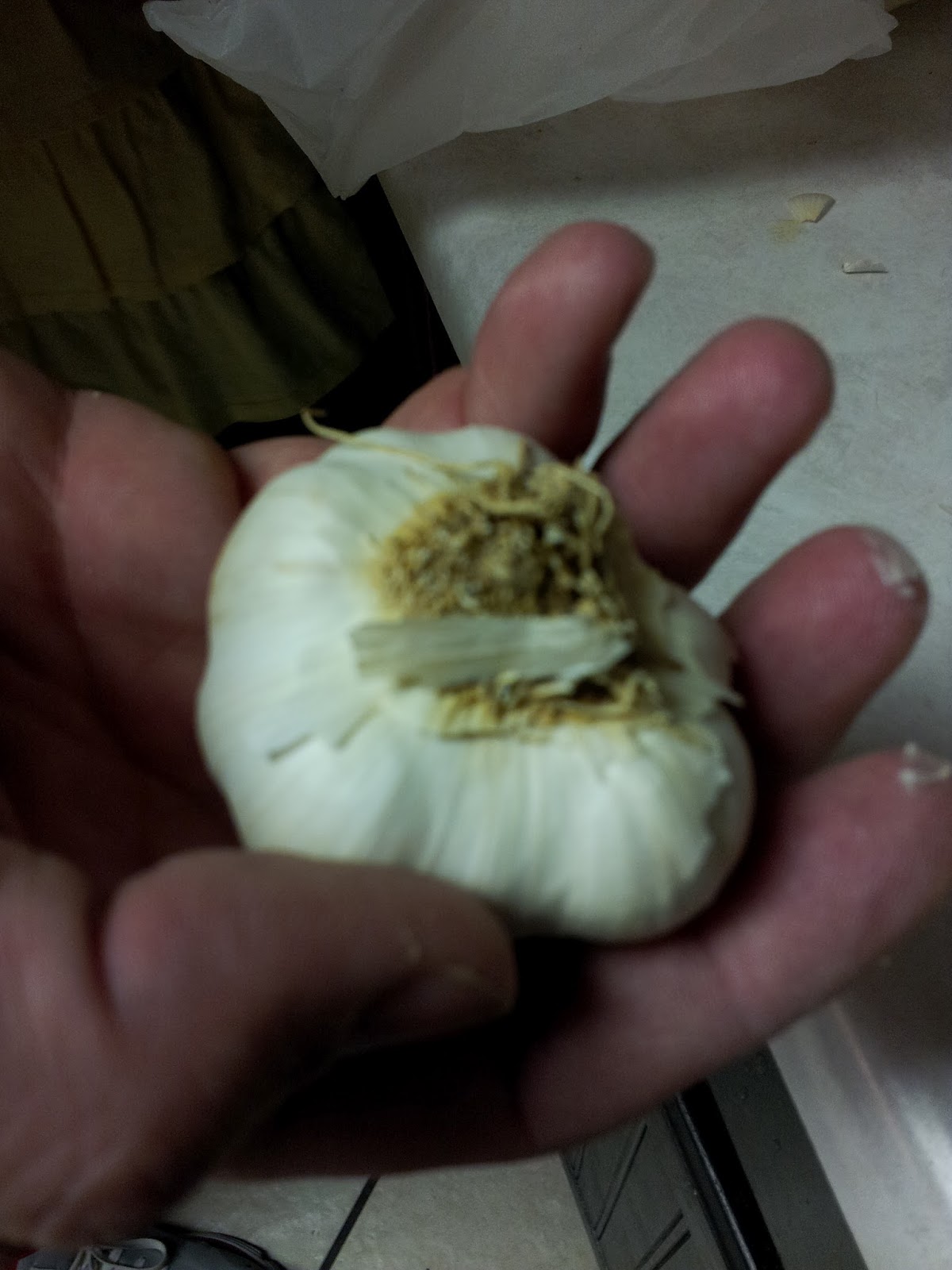 the leopard lizard Garlic