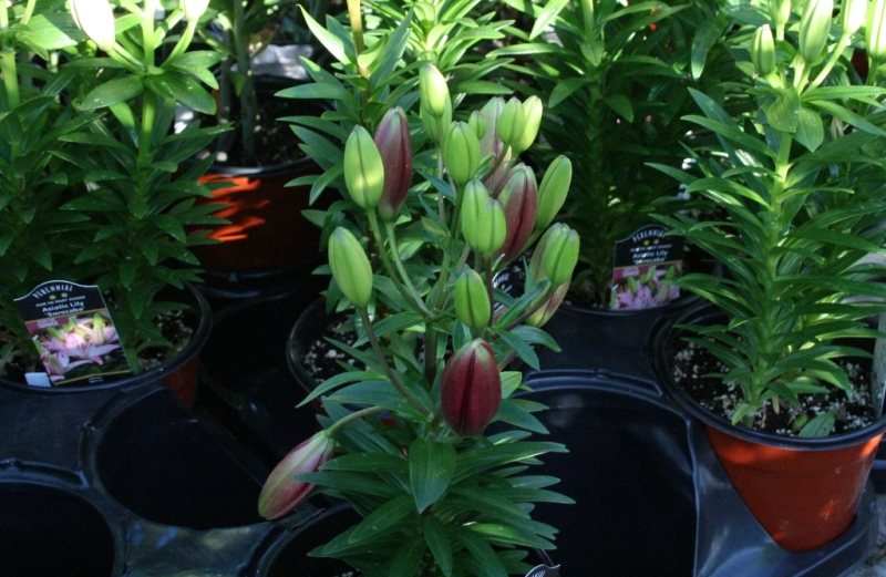 The Flower Bin Planting Asiatic and Oriental Lilies