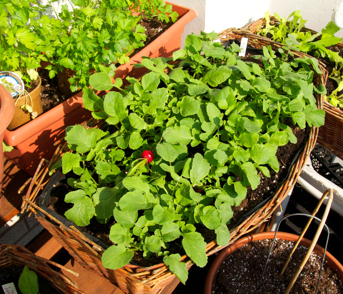Toronto Balcony Gardening The Radishes are Near Ready