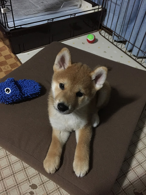 佐藤家の柴犬生活