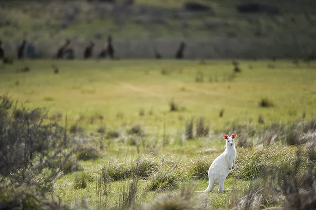white kangaroo