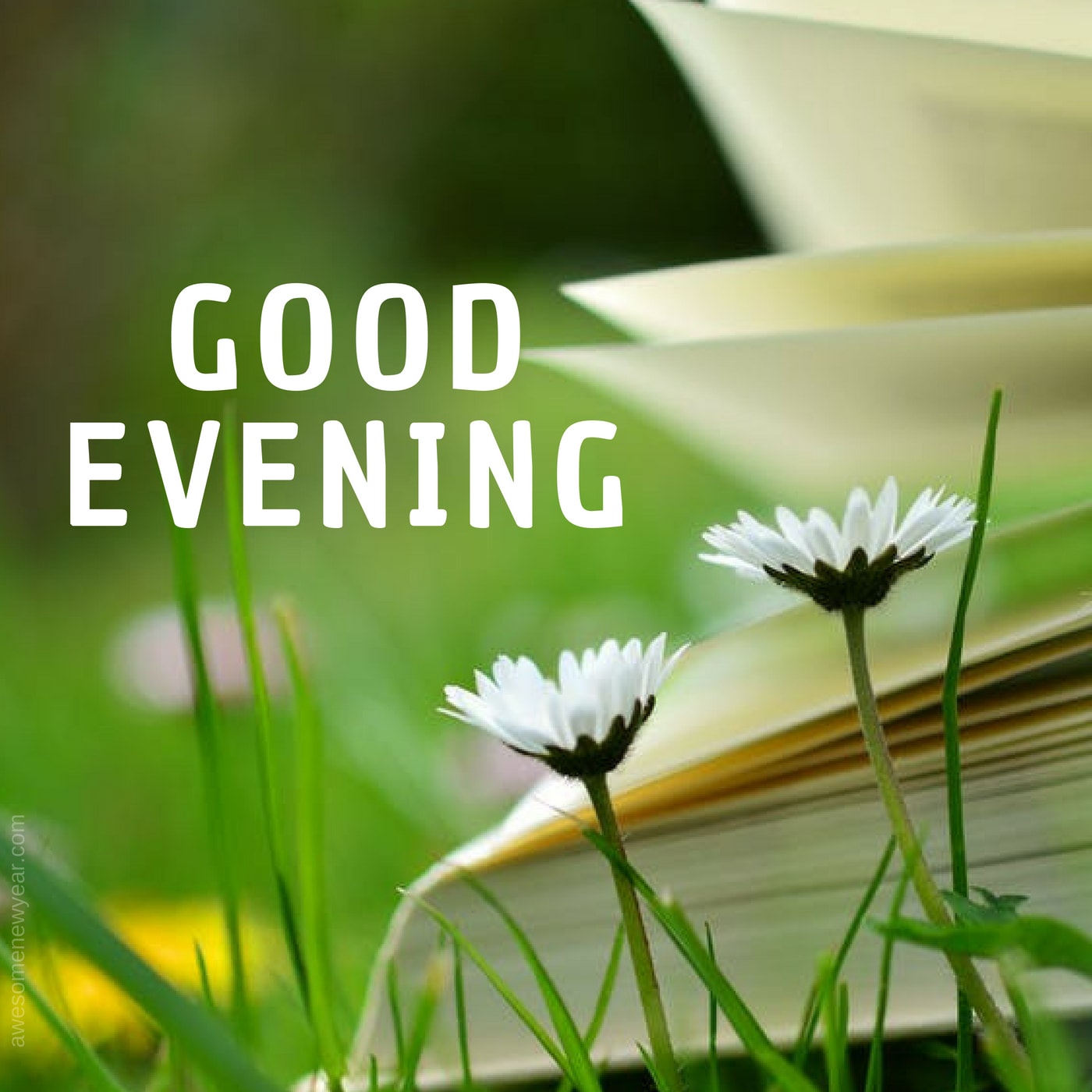 Evening Images wishes